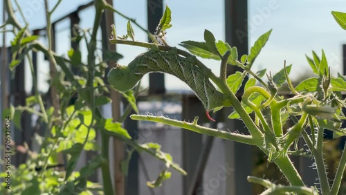 Tomato hornworm, also known as five-spotted hawkmoth or Manduca quinquemaculata, feeding on a tomato plant in a garden.  Common garden pest found on tomato plants in North America. photo