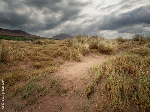 Tall grass on sand dunes and mountains in the background and dark dramatic sky. Wild Irish nature in Inch beach area of county Kerry, Ireland.