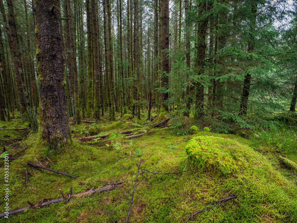 Dense forest with huge amount of green moss. Nature scene background. Nobody. Dense forest with huge amount of green moss. Nature scene background. Nobody.