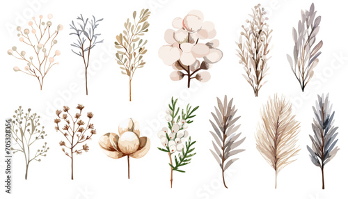 Watercolor twig  flowers and cotton  plant clip art collection.  Isolated on white background vector illustration set. 