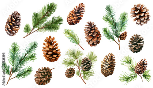 Watercolor pine and pine corn  branches clipart collection.  Isolated on white background vector illustration set. 