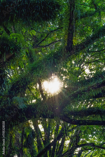 the Sun is peeking through the tree that full of Loranthus plants.