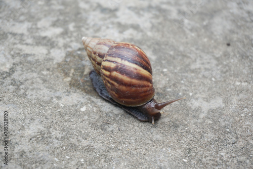 Roman Snail (Helix pomatia) on piece of road