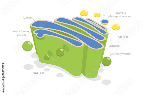 3D Isometric Flat  Conceptual Illustration of Golgi Apparatus, Anatomy of the Cell Nucleus photo