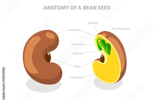 3D Isometric Flat Conceptual Illustration of Anatomy Of A Bean Seed, Educational Labelled Diagram