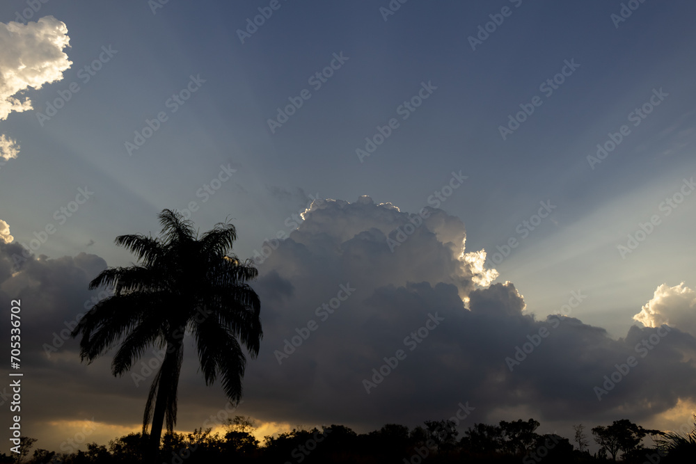 Silhouette of palm tree with sun rays shining through the clouds