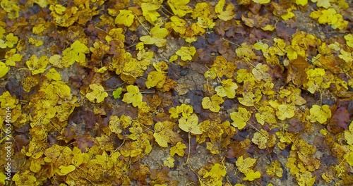 Panoramic shot of autumn leaves on the ground