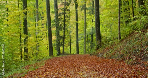 A peaceful path recovered by leaves through a green forest in autumn