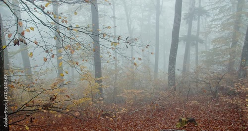 Panoramic shot of a misty forest in Autumn
