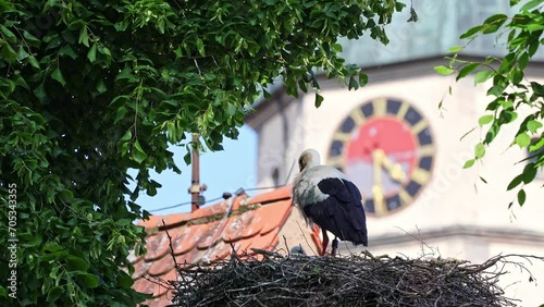 White Stork, Ciconia ciconia with small babies on the nest in Oettingen, Swabia, Bavaria, Germany in Europe. Ciconia ciconia is a bird in the stork family Ciconiidae.Its plumage is mainly white