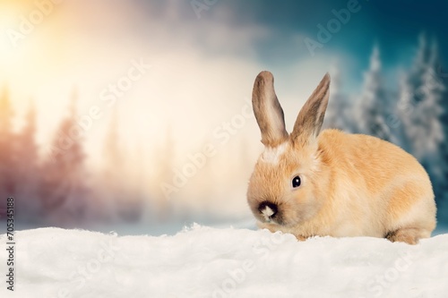 White Cute rabbit bunn running in the snow.