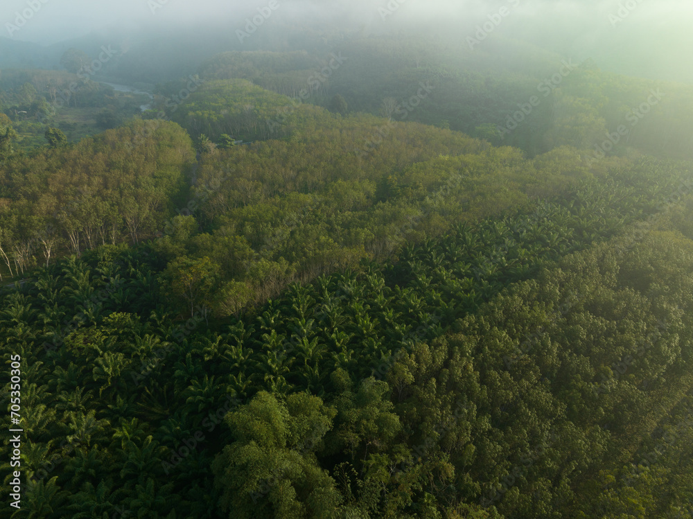 Fototapeta premium Aerial view oil palm plantation tropical forest sunrise