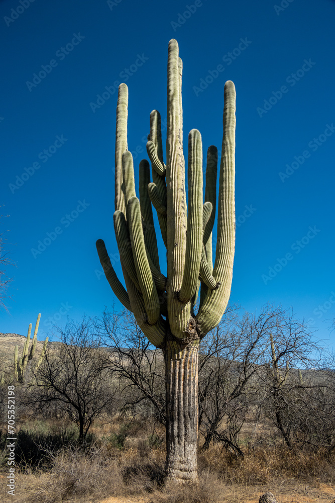 Tangle of Arms On Mature Saguaro Cactus Against Blue Sky