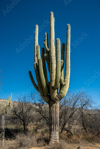 Tangle of Arms On Mature Saguaro Cactus Against Blue Sky © kellyvandellen