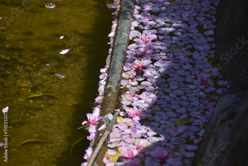 桜　水路　広島　備北丘陵公園　国営備北丘陵公園 photo