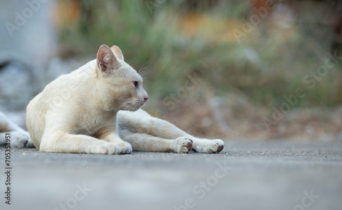 Thai cat lying on the floor and looking at the camera.