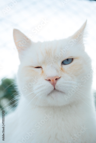 portrait of a white blinking cat