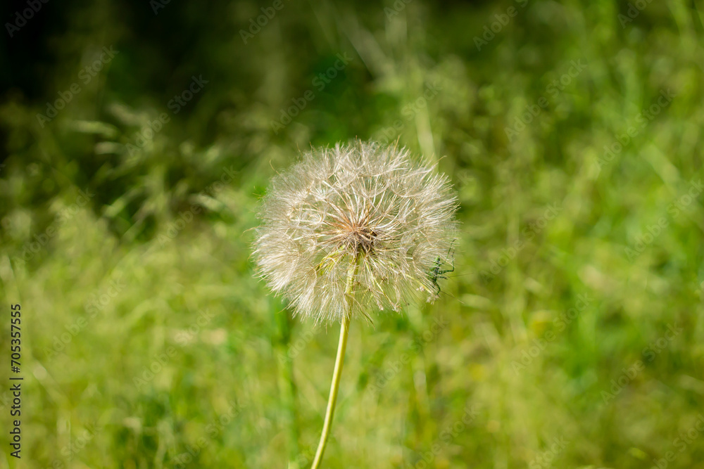 Fototapeta premium White fluffy dandelion growing in a meadow on a background of green grass on a summer sunny day