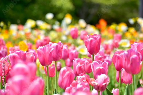 チューリップ　春　世羅高原　広島