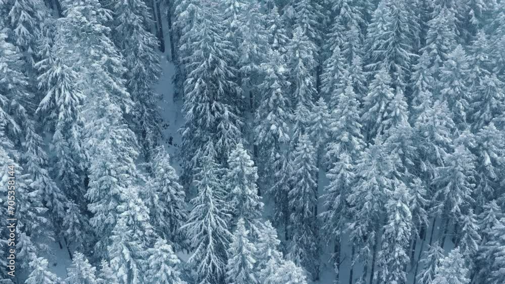 Copy space at spruce forest at snow fall. Drone shot of snow flakes 4K. Mountain fir forest view at snow storm. Cinematic winter aerial. White trees covered by fresh snow. Winter wonderland background Copy space at spruce forest at snow fall. Drone shot of snow flakes 4K. Mountain fir forest view at snow storm. Cinematic winter aerial. White trees covered by fresh snow. Winter wonderland background