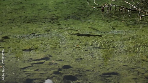 Forellen in klarem Bergsee