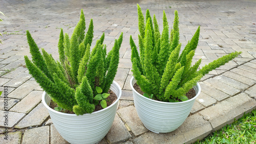 Beautiful asparagus densiflorus or squirrel tail fern or asparagus fern or foxtail fern in white pot on paving block surface