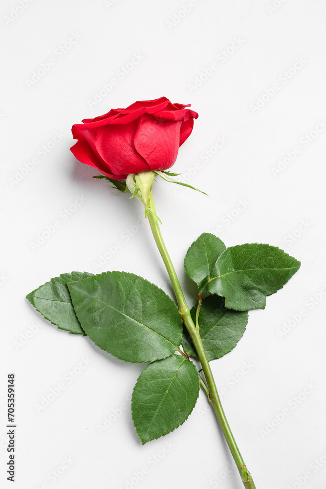 Obraz premium Single red rose with green stem and leaves on white background, love and romance concept, valentine's day gift