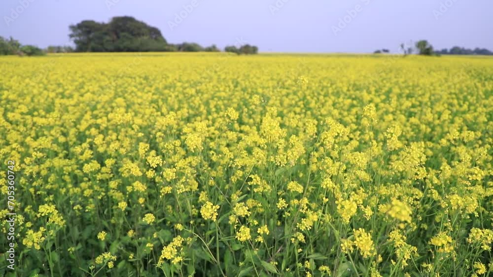 Yellow Rapseeds Flowers, Mustard Flowers field. Swings in the wind Natural Yellow Mustard Flowers Natural Background Landscape view Yellow Rapseeds Flowers, Mustard Flowers field. Swings in the wind Natural Yellow Mustard Flowers Natural Background Landscape view
