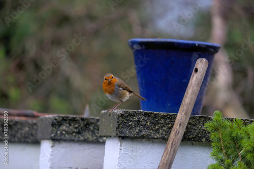 Curious Robin Staring at Camera Whilst Perched on The Edge of a Wall: A direct and captivating shot of a robin perched on a wall, looking straight into the camera with its vibrant red breast photo