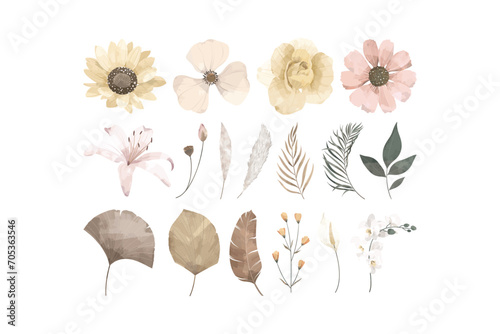 Dried Flower Illustration Collection Set photo