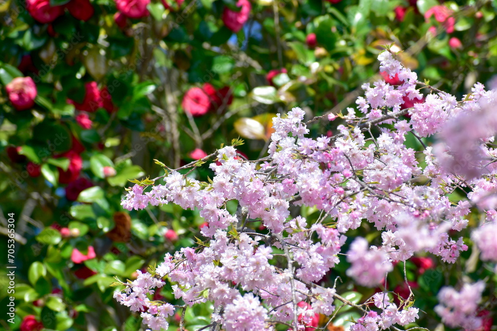 岡山　桜　春　たけべの森公園