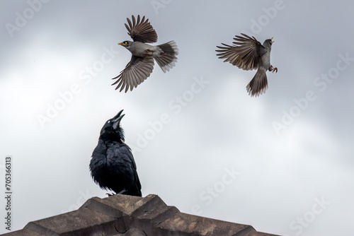 Two Noisy Miners (Manorina melanocephala) swooping on an Australian Raven (Corvus coronoides) atop the roof of a building. The Noisy Miners are fiercely territorial and keep fighting the intruder.