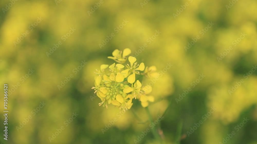 Yellow Rapeseed Flower. Mustard Flowers. Blossom Canola Flowers. Selective Focus Yellow Rapeseed Flower. Mustard Flowers. Blossom Canola Flowers. Selective Focus