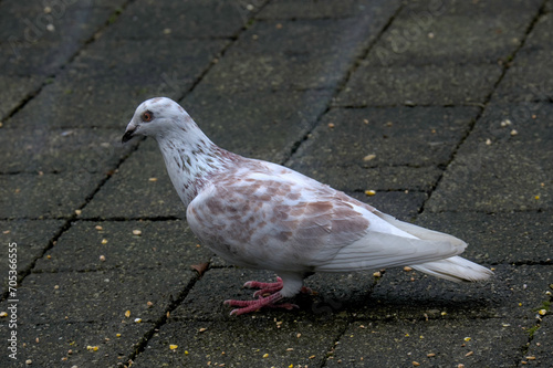 Profile View of White and Brown Speckled Dove: A captivating image showcasing the elegant side profile of a dove with distinctive white and brown speckled plumage.
