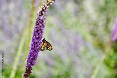 Monarch butterfly on purple flower
