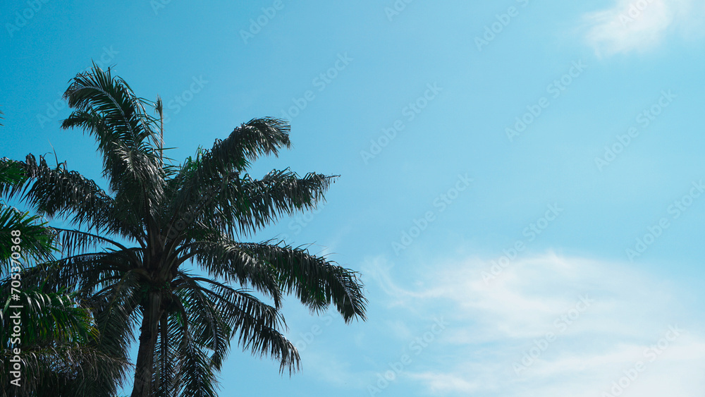 trees with a blue sky background during the day somewhere in Indonesia