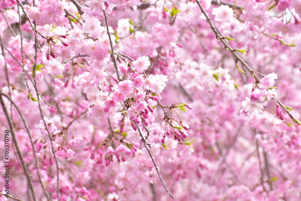 Naklejka premium 岡山 桜 春 たけべの森公園