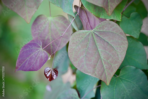 eastern redbud tree with heart shaped leaves