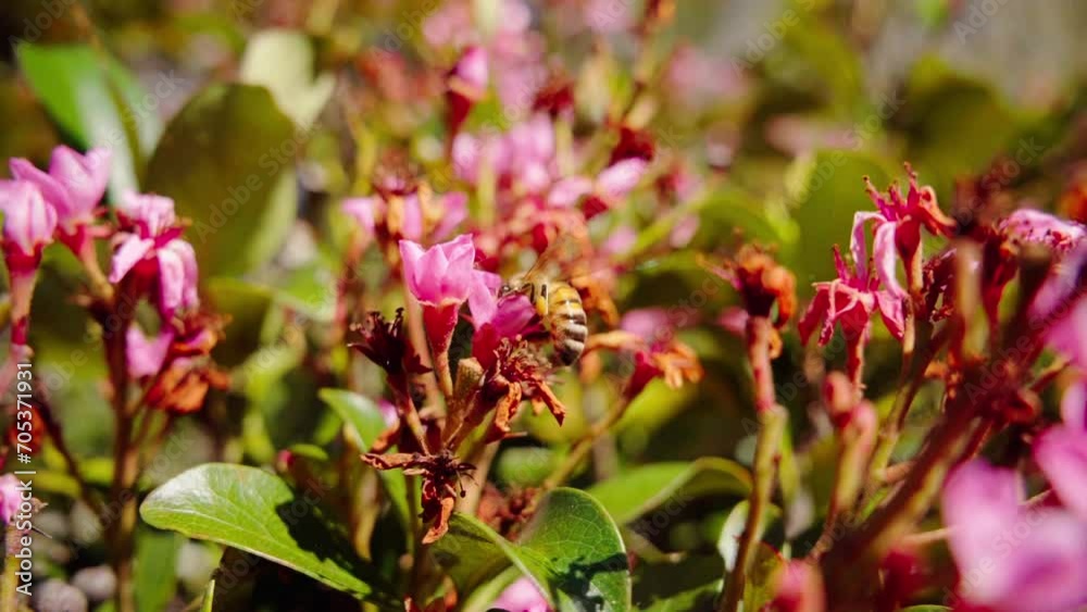 Bee Hovering Over Blooming Flower In A Sunny Garden. Close-up Shot Bee Hovering Over Blooming Flower In A Sunny Garden. Close-up Shot