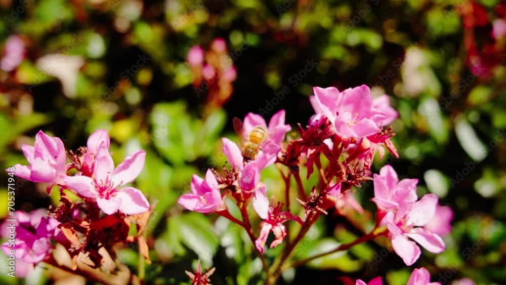 Bee Sucking Nectar Over Blooming Flowers. Selective Focus Shot Bee Sucking Nectar Over Blooming Flowers. Selective Focus Shot