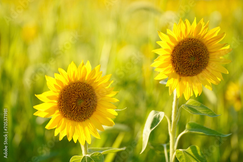 Beautiful  backlit sunflowers on a summer days with background blur