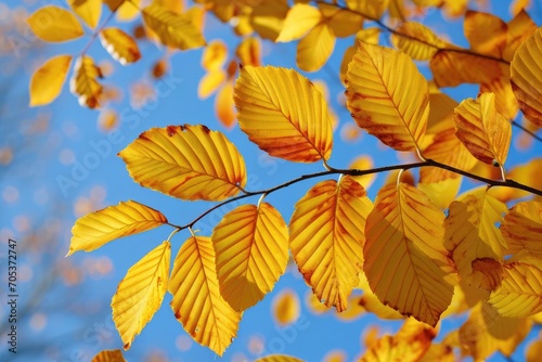 Golden autumn leaves against a blue sky