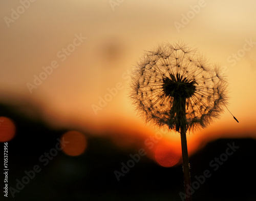 A silhouette of a dandelion against a sunset sky