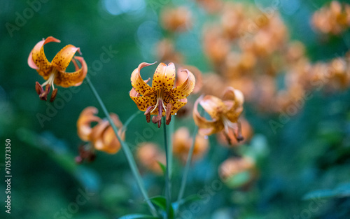 Michigan lily flowers 