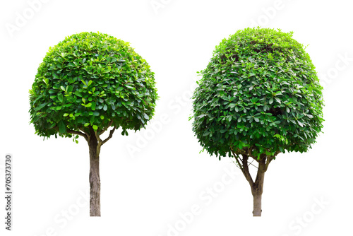 bush tree isolated on white background, for design work