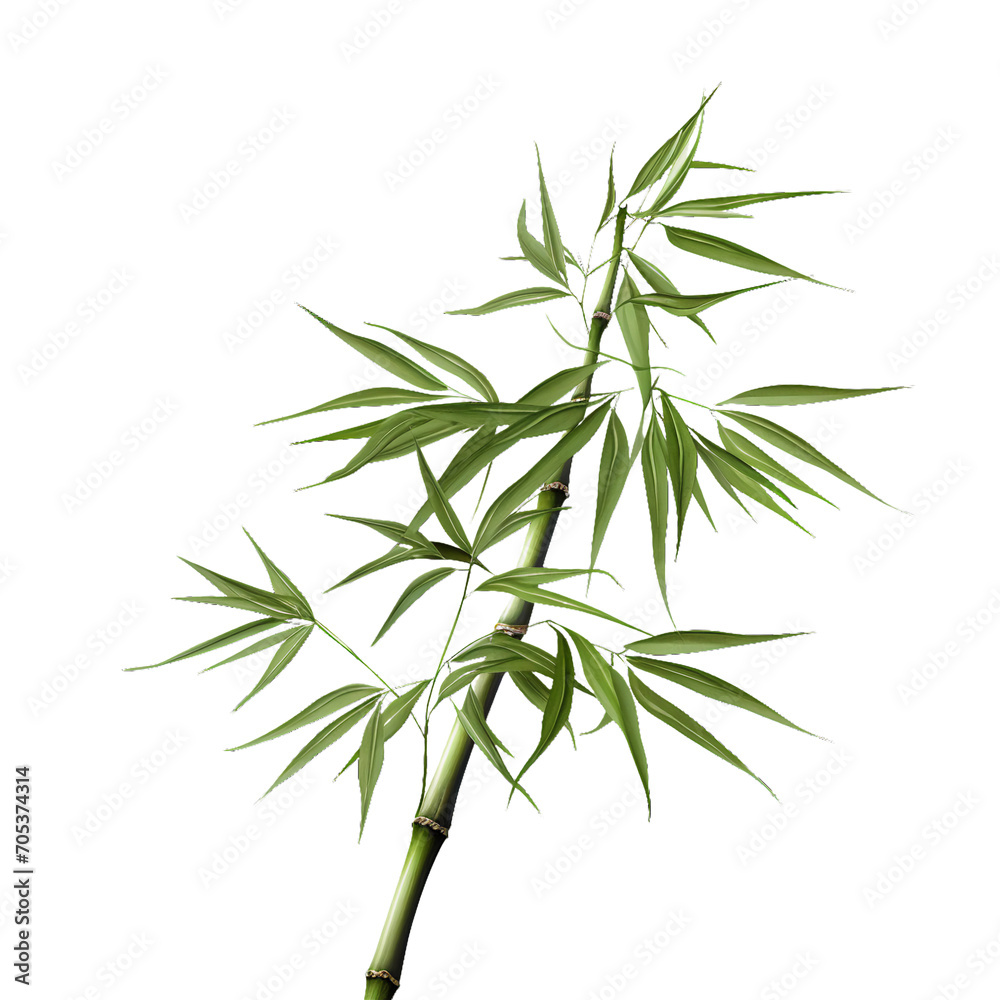 Fototapeta premium Bamboo, PNG graphic resource
