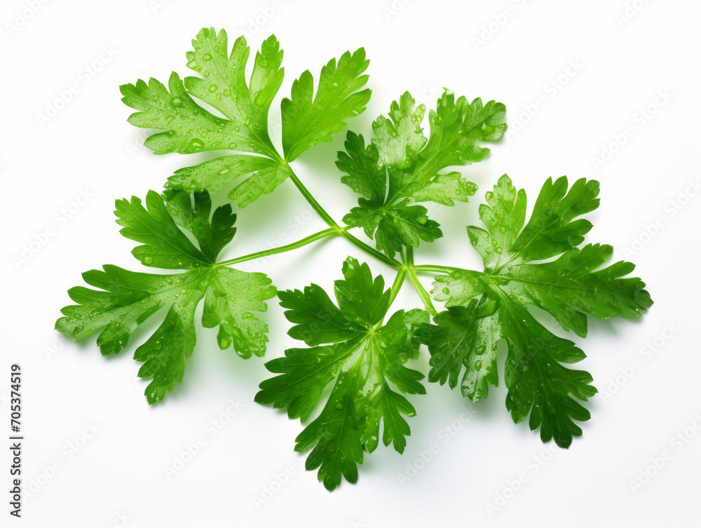 Close-up of fresh parsley leaves on white background, vitamin and health concept. Generative AI. Close-up of fresh parsley leaves on white background, vitamin and health concept. Generative AI.