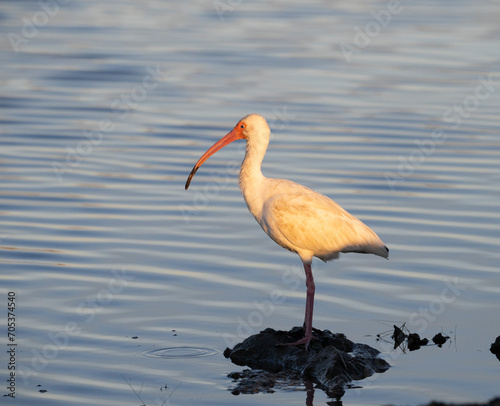 Canvas Print The American white ibis (Eudocimus albus) feeding on the beach, Galveston, Texas