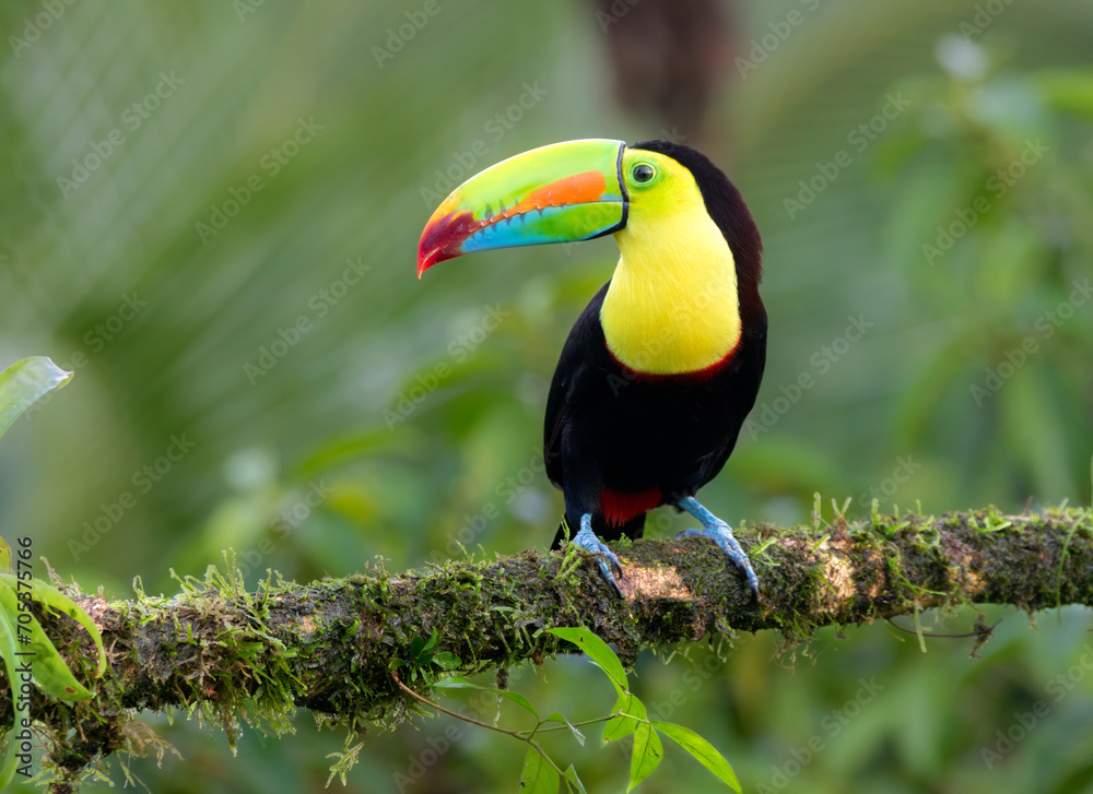 Naklejka premium Keel-billed Toucan (Ramphastos sulfuratus) at La Laguna del Lagarto Lodge, Boca Tapada, San Carlos, Costa Rica