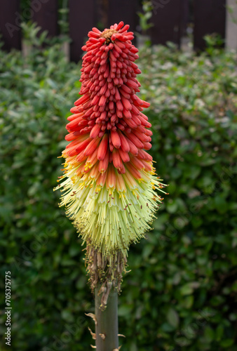 Detail of a spike of blooming and blooming Kniphofia flowers. Flowers blooming cluster of beautiful multi-flowered flowers, Kniphofia Papaya Popsicle favored by insect pollination. photo